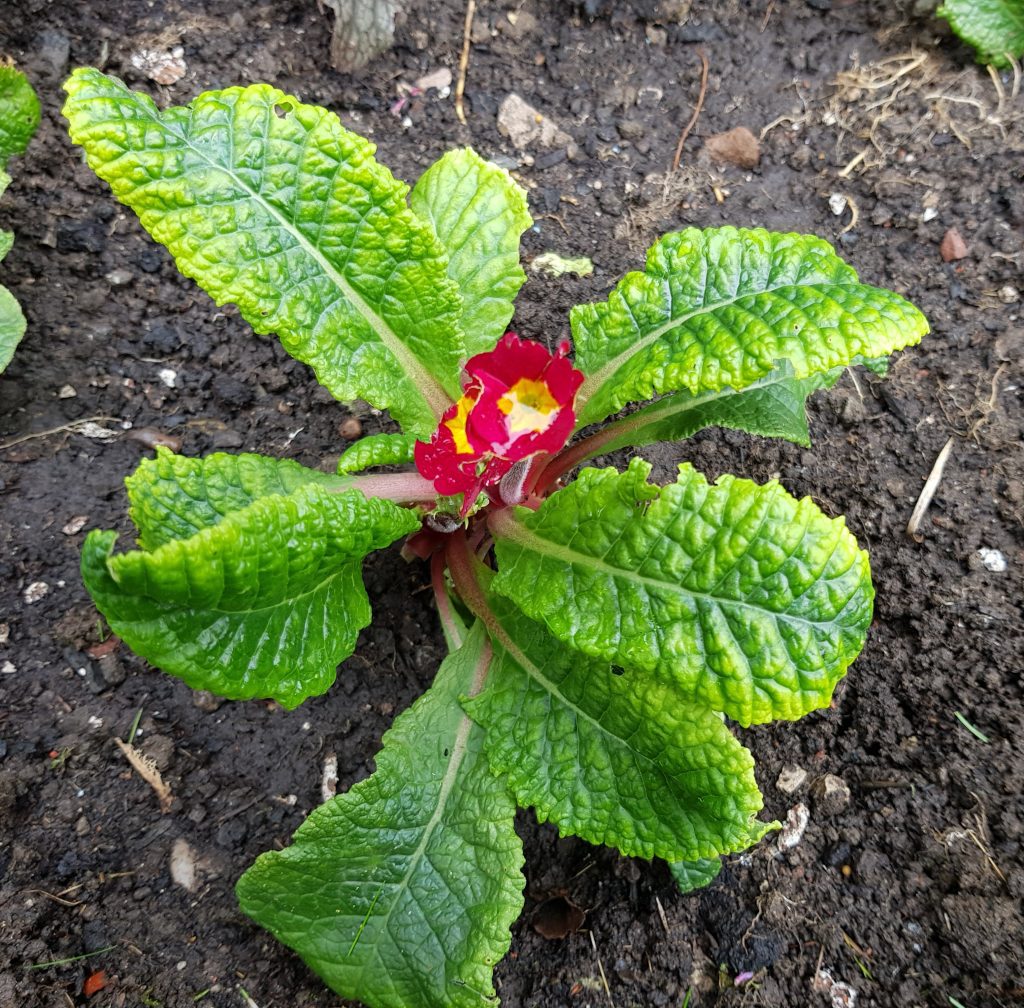 Primula crown planted in ground