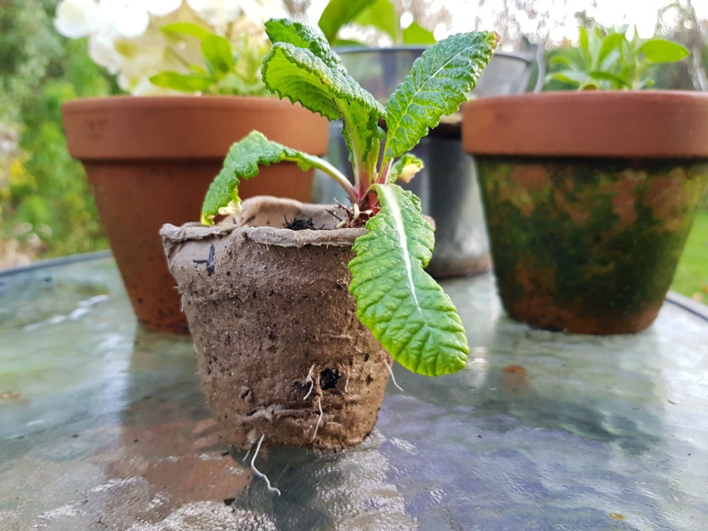 Primula offset in biodegradable pot showing grown roots
