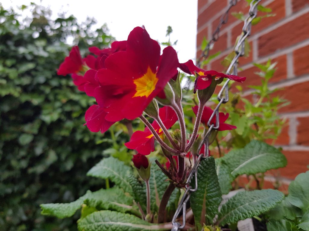 Red primula with yellow centre