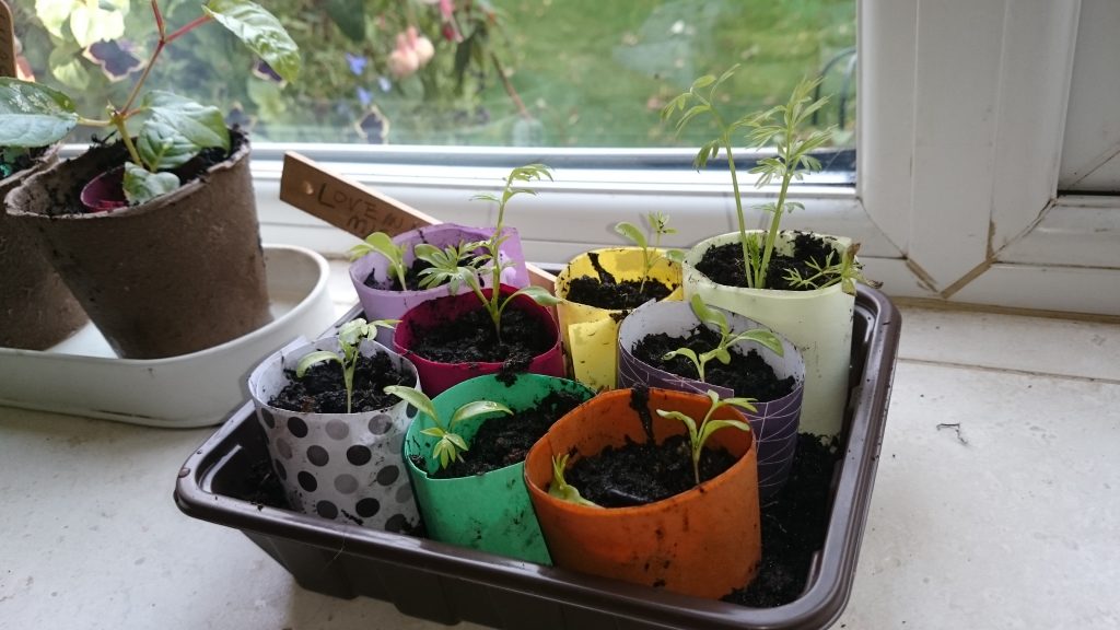 Paper pots on the window sill