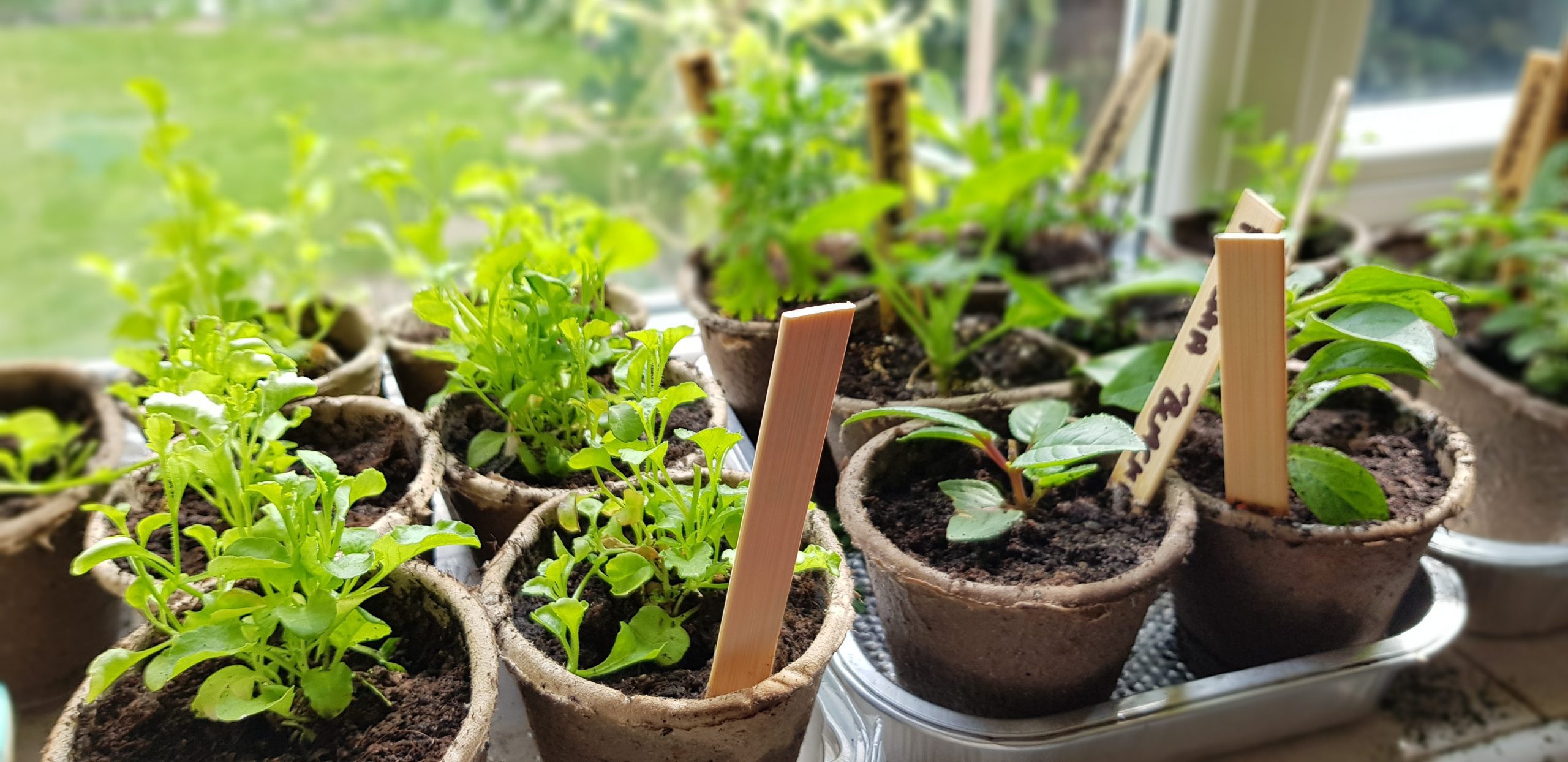 Biodegradable Plant Pots