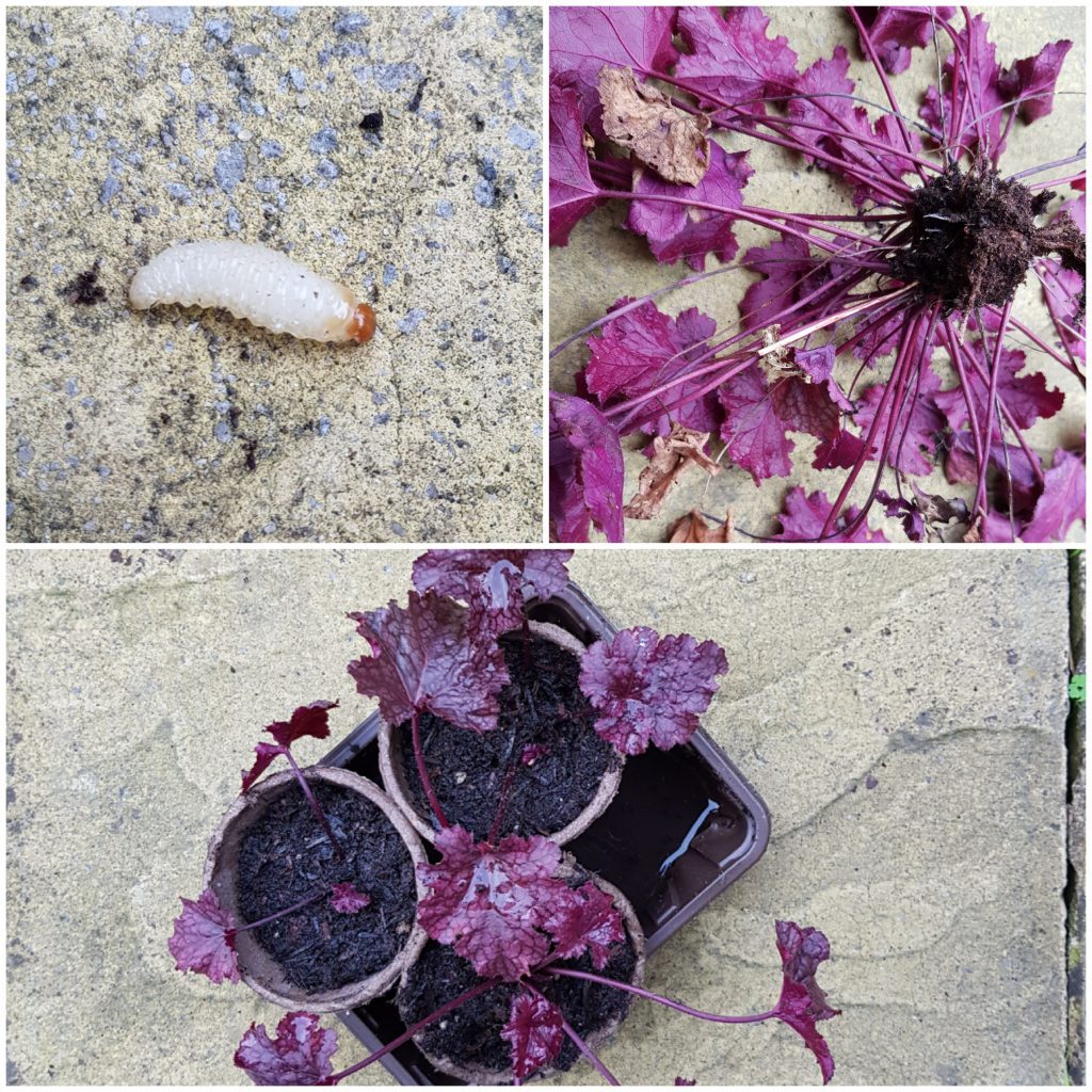 Heuchera vs vine weevil