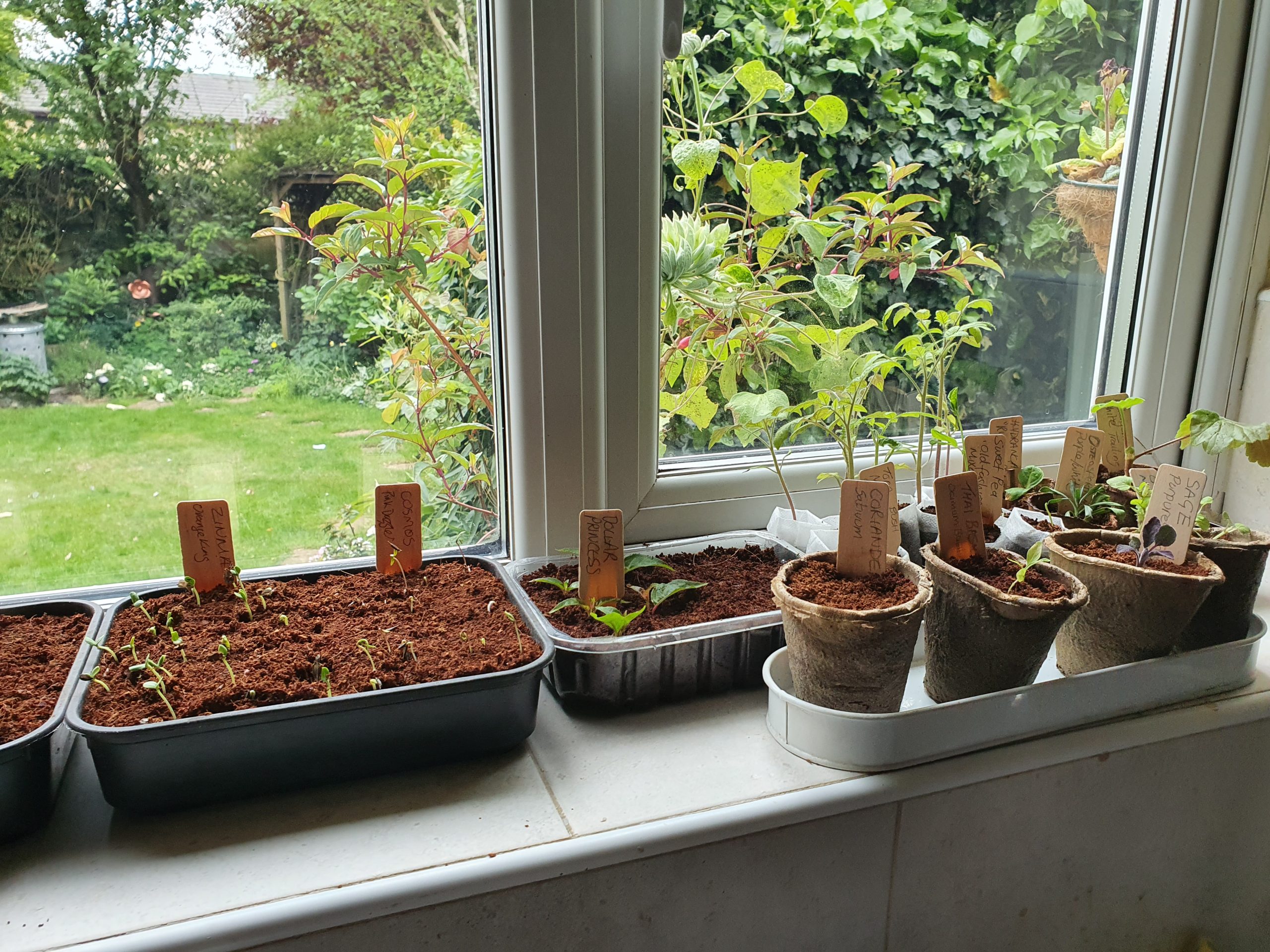 seedlings sprouting in coco coir on windowsill using e-pots products