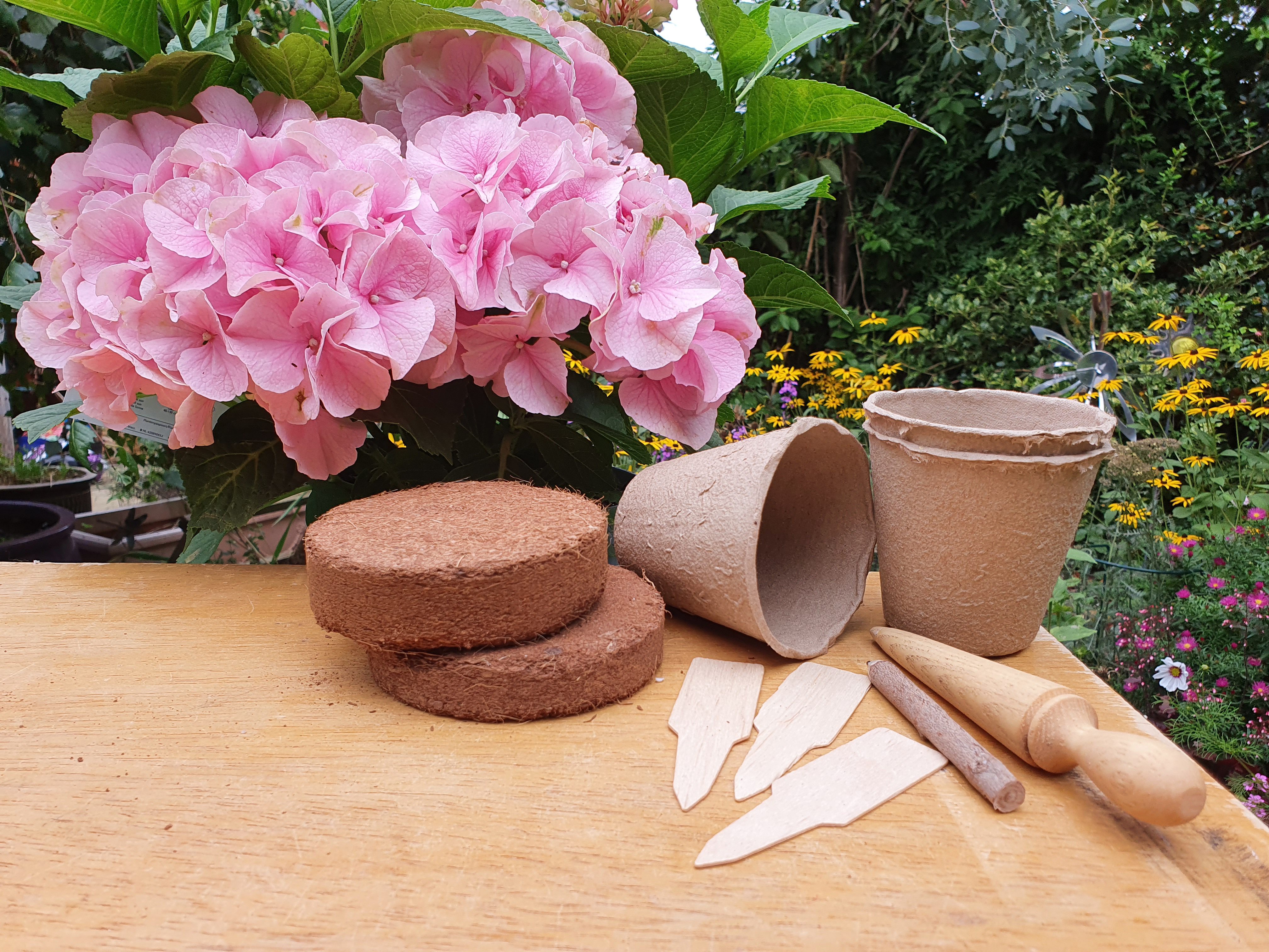 Project Hydrangea Cuttings epots