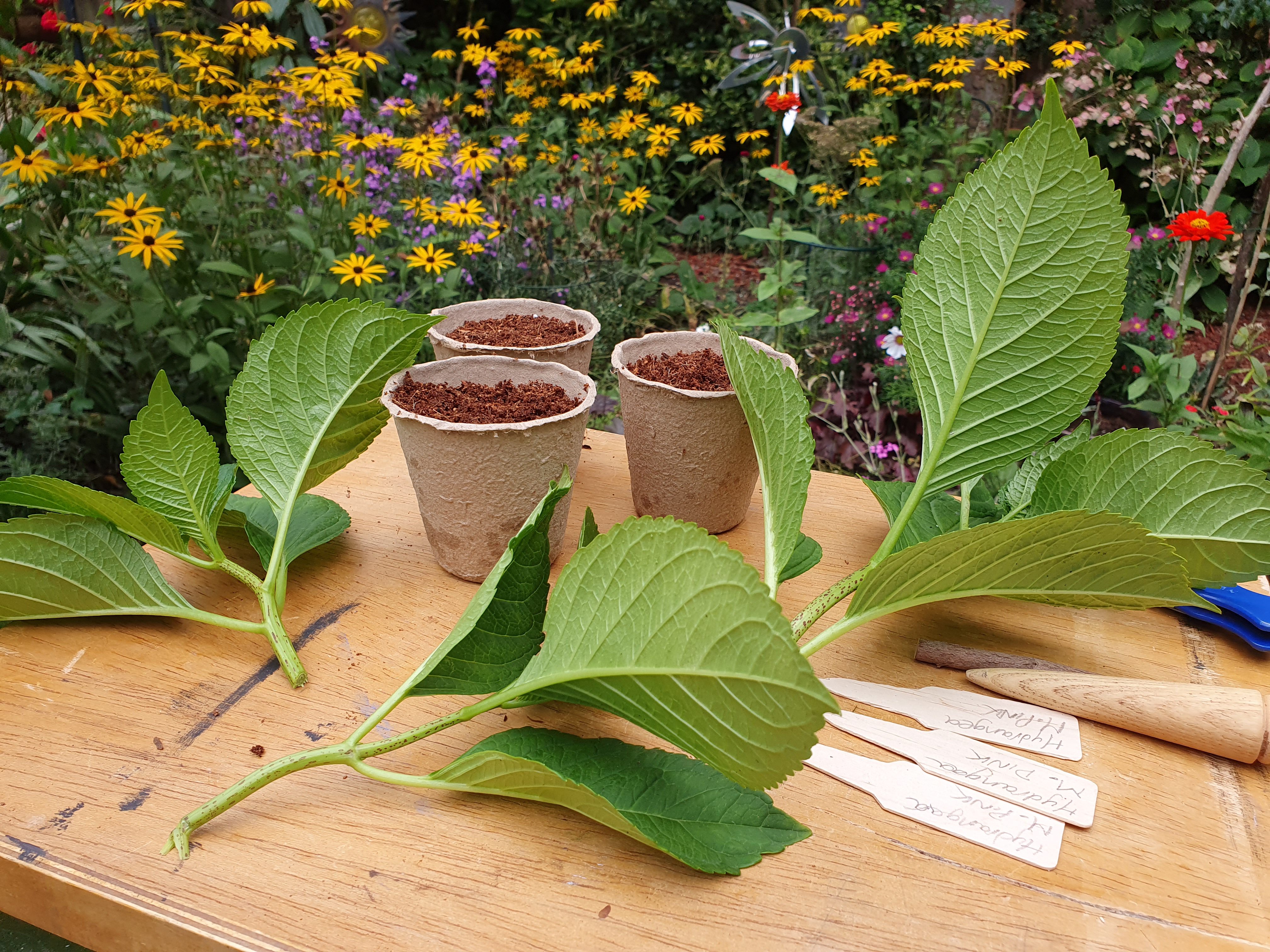 hydrangea cuttings straight from the plant