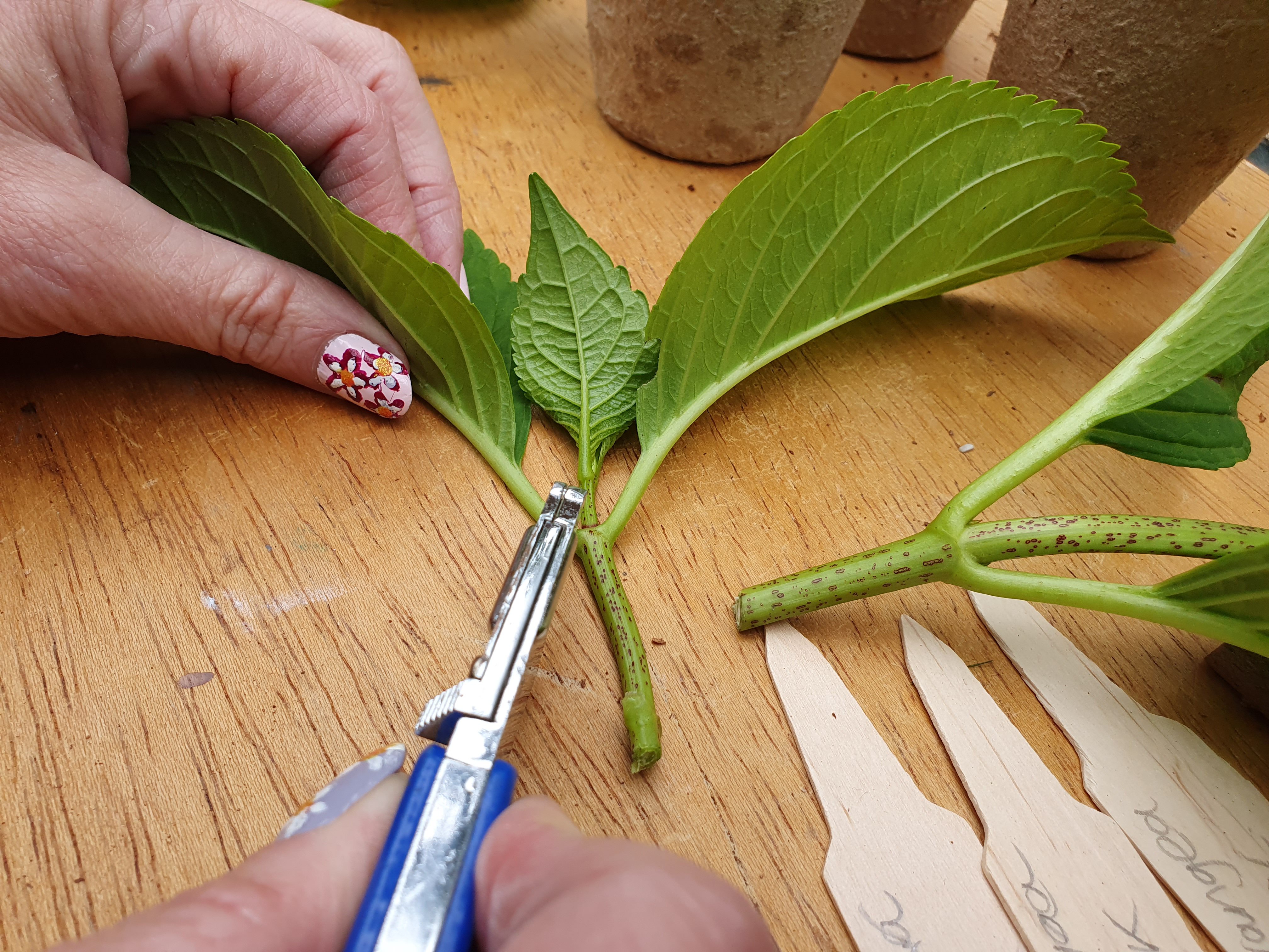 Trimming hydrangea cuttings