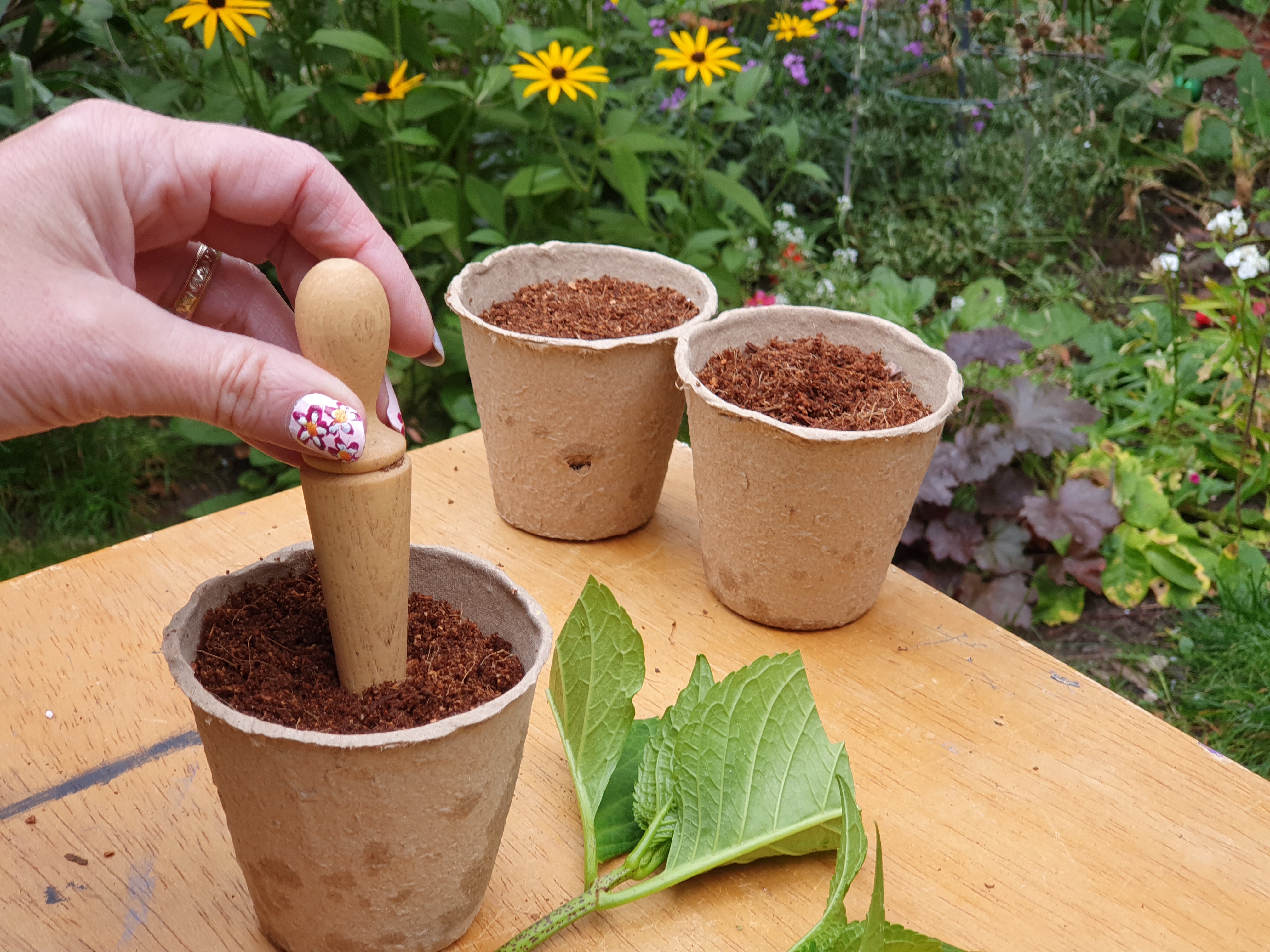 Use a dibber to make a hole in coir compost