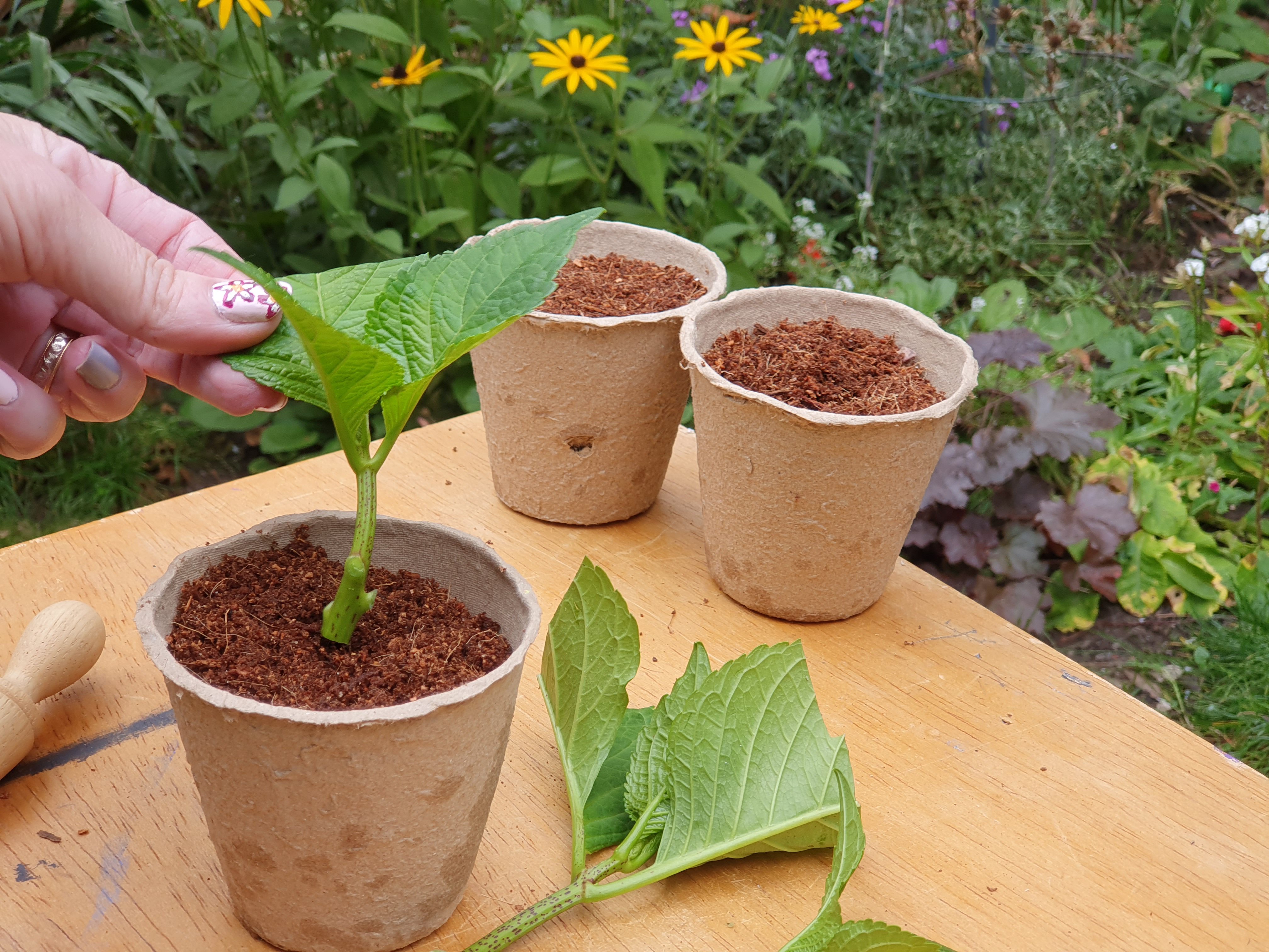 Project Hydrangea Cuttings ePots