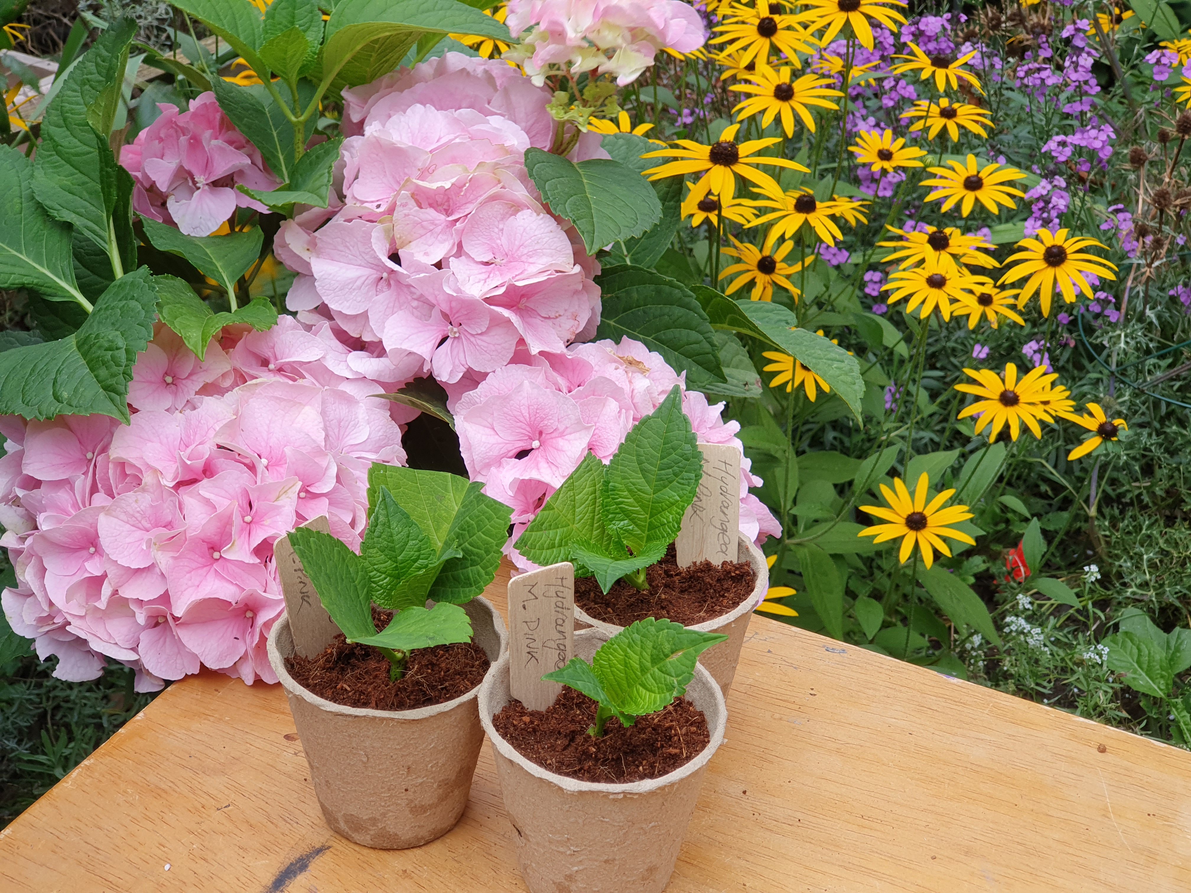 hydrangea cuttings potted up with parent plant