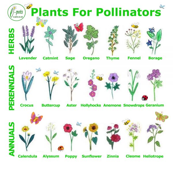 Plants for Pollinators epots