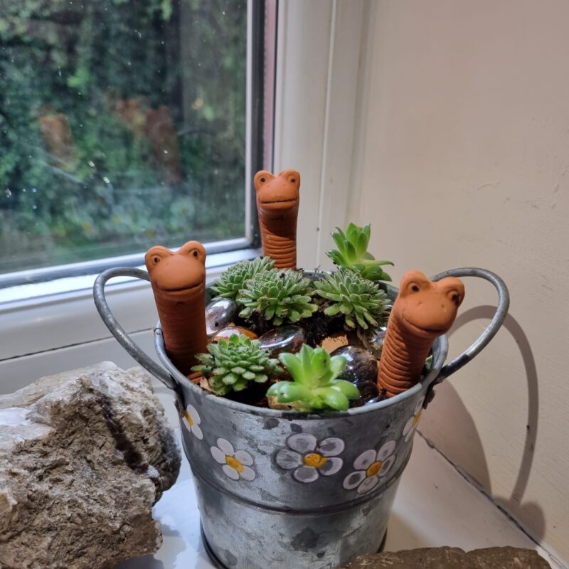 Mini Willy x 3 in Daisy Pot on Windowsill