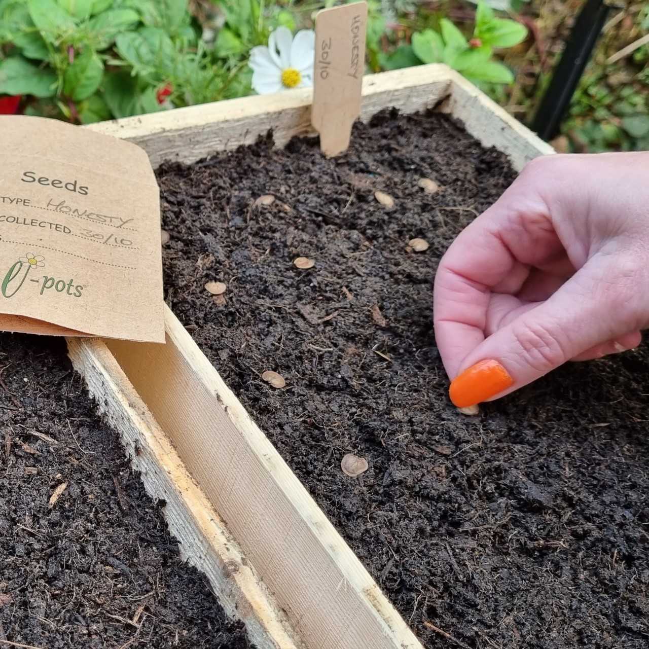 Wood seed tray sowing seeds