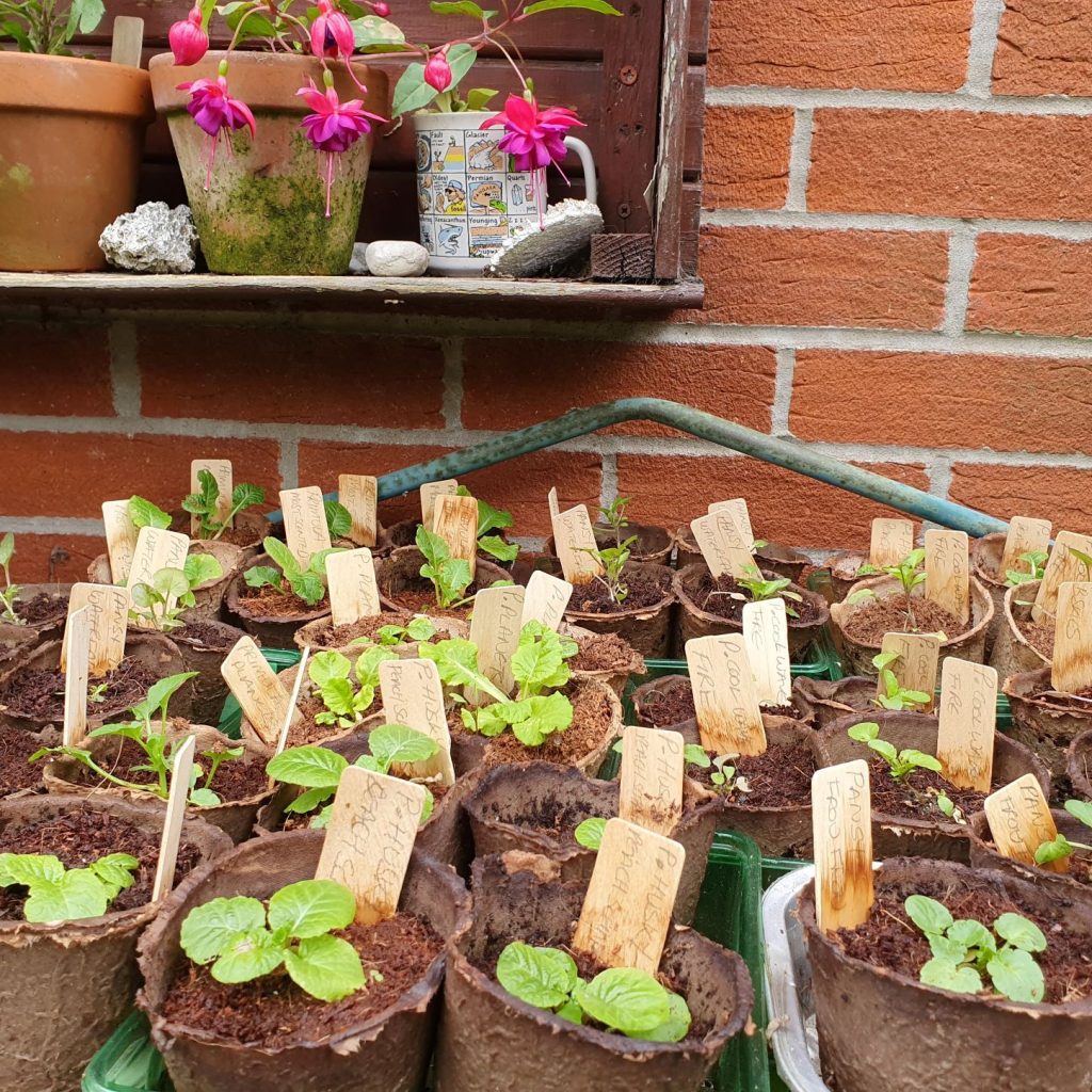 plant cuttings with wooden labels potted up
