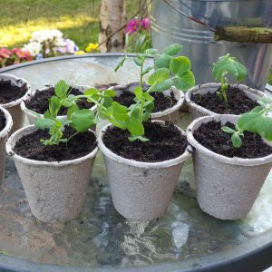bio pots with sweet peas sq