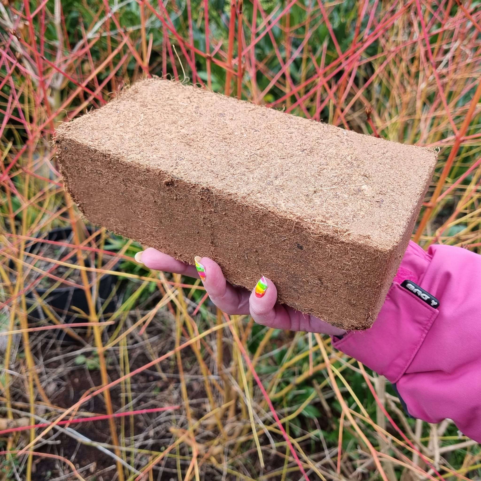 coir brick naked in hand