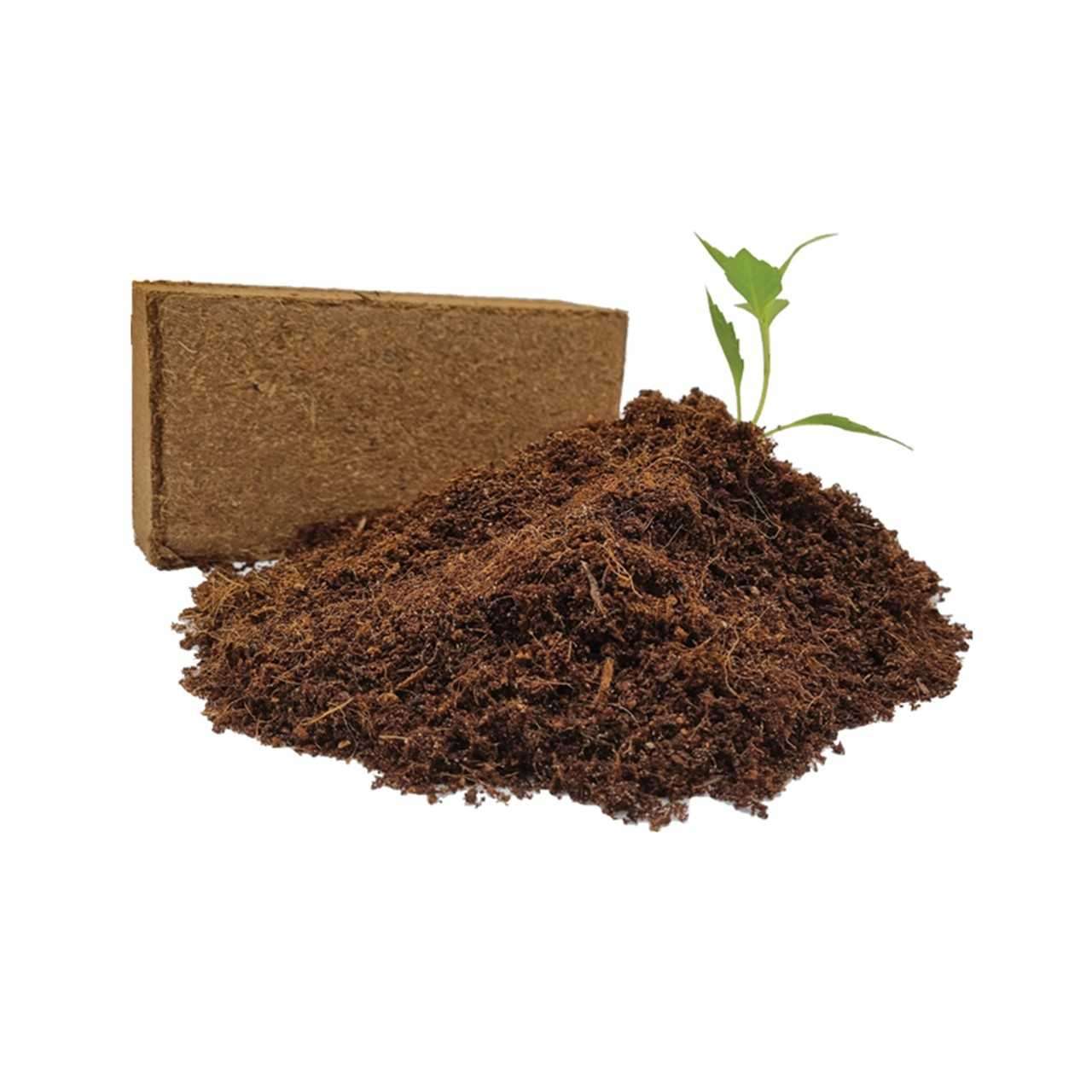 coir brick with seedling