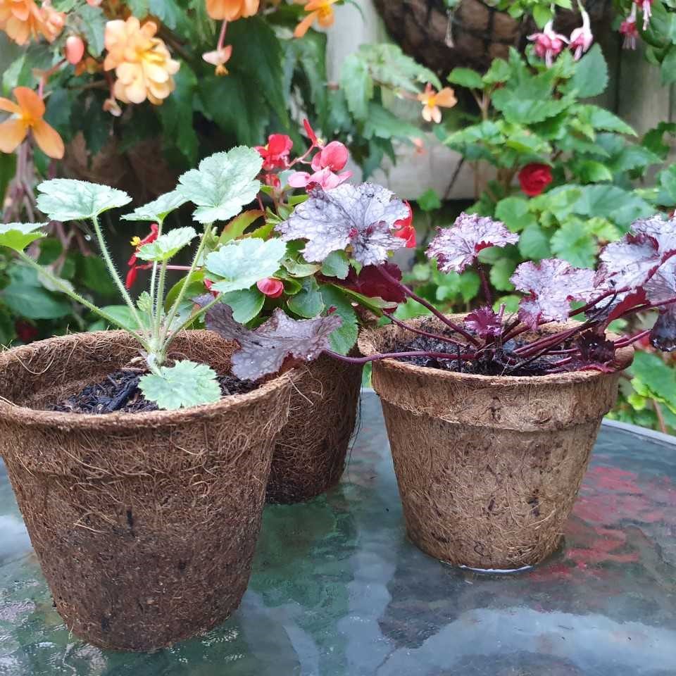 Coir Plant Pots Mixed Size Pack of 10 ePots