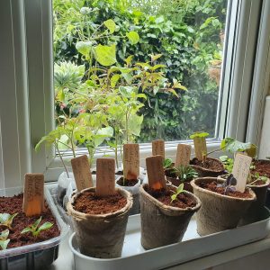 labels in pots on window sill sq