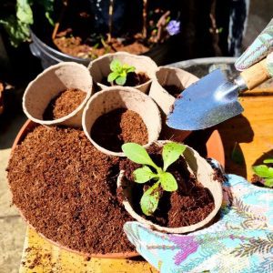 peat free compost in biodegradable pots sq