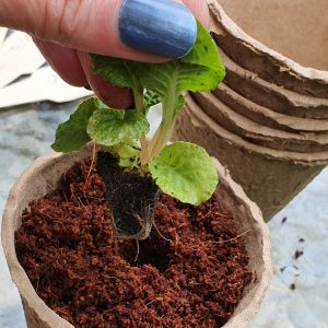 potting up coir sq