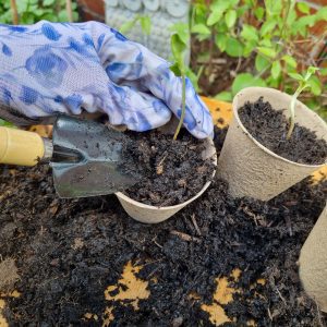 small garden trowel filling biodegradable pot